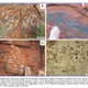 Illustration for article titled Scientists discover the remnants of a 3.5 billion-year-old ecosystem